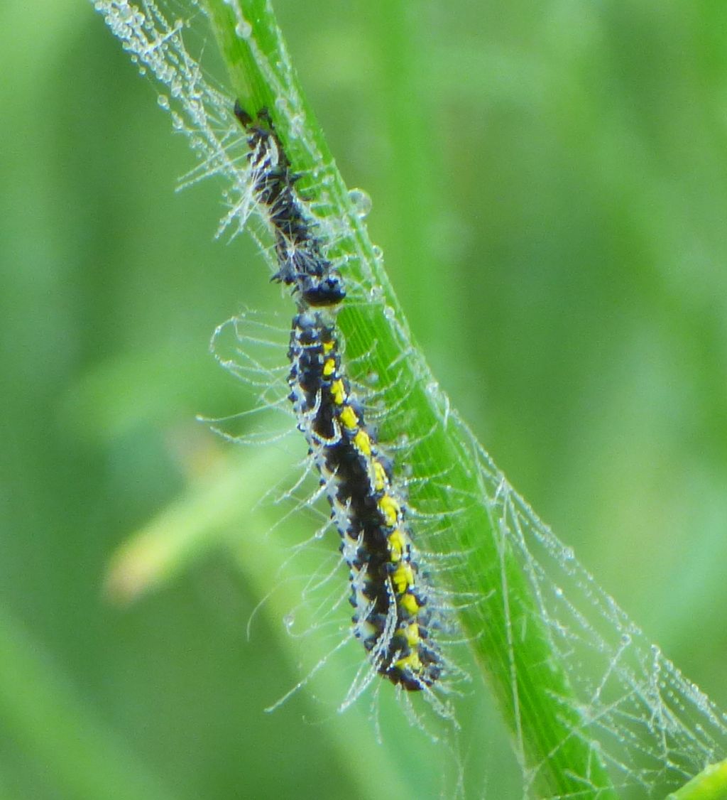 Bruco da identificare: Uresiphita gilvata - Crambidae